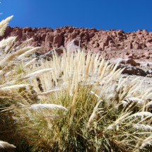 Flora at the Banos de Puritama